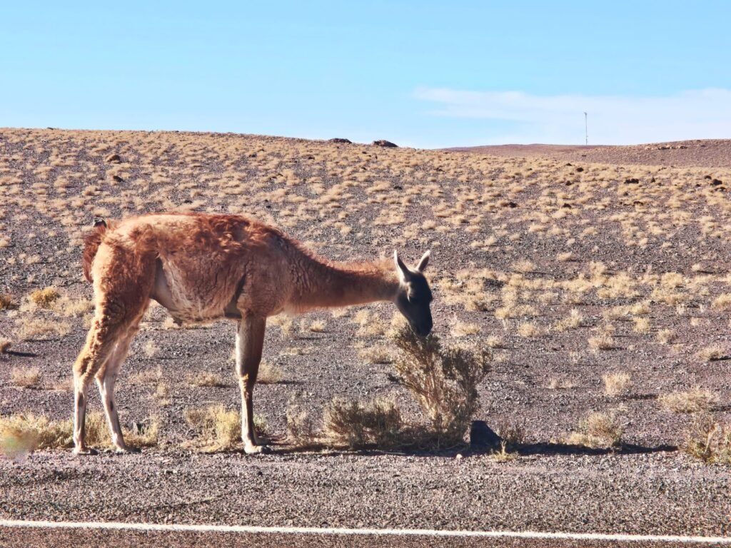 Guanaco
