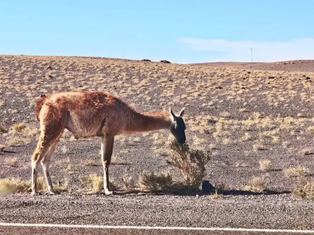 Guanaco